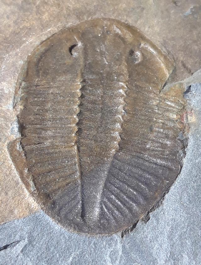 Ogyginus corndensis (MURCHISON 1839) - Bild © FossNet FossilienStore